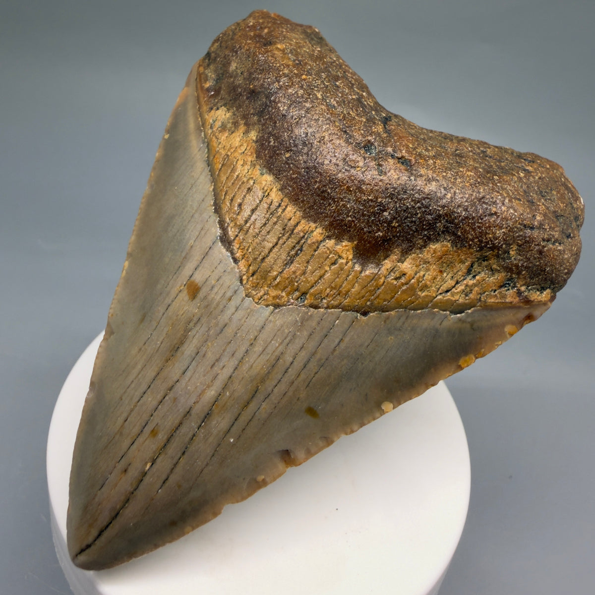 Front Right View Colorful, heart-shaped 3.46" Fossil Megalodon Tooth from North Carolina - megalodonteeth.com CM6768