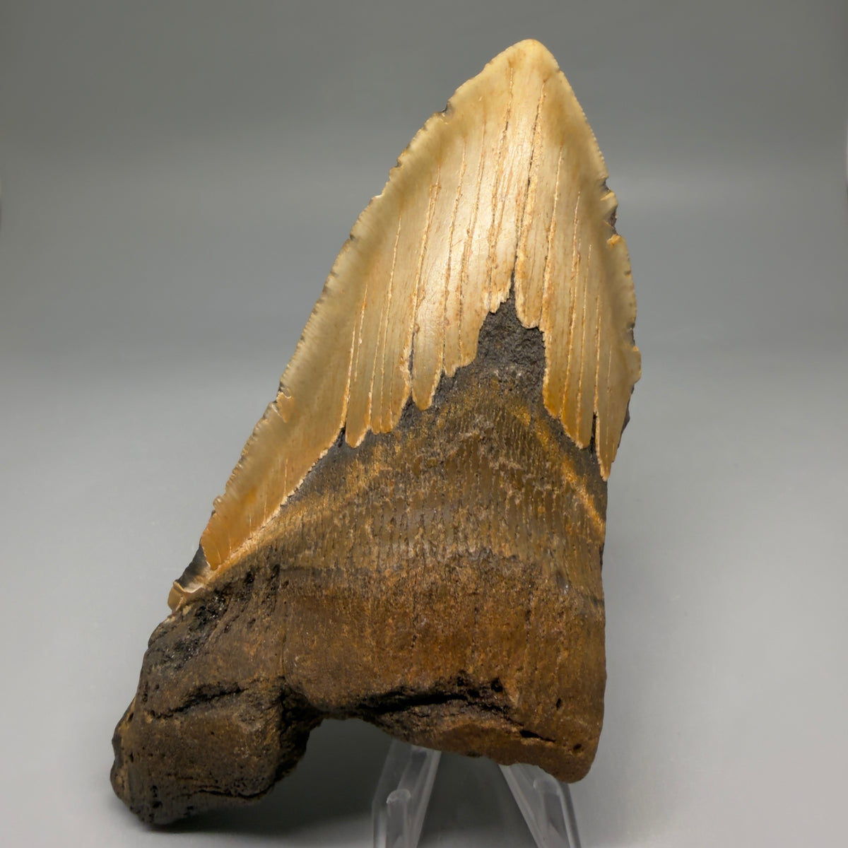 Front View 6.37" Authentic Megalodon Tooth – Extra Large, Colorful Fossil from North Carolina megalodonteeth.com CM6762