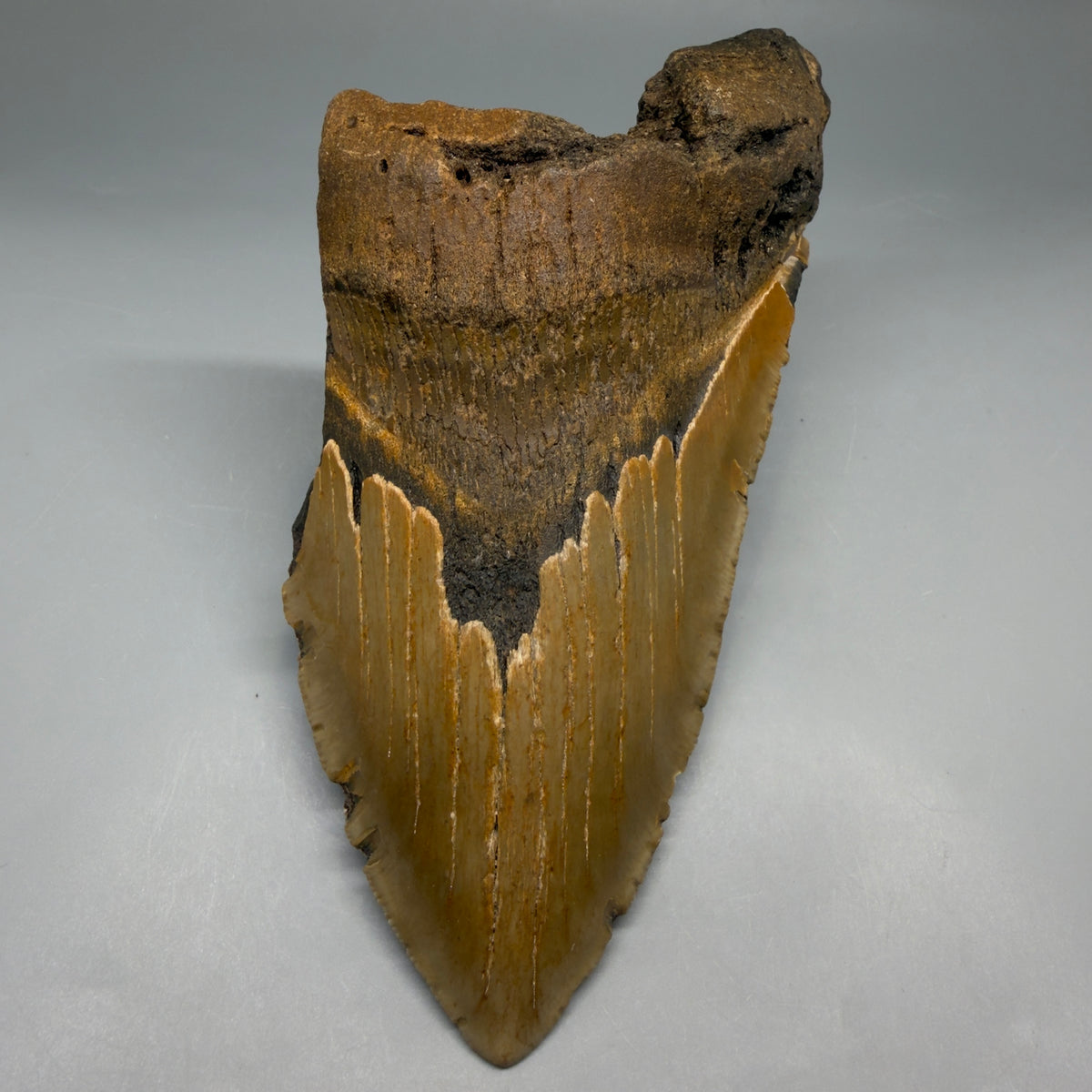 1-Front View 6.37" Authentic Megalodon Tooth – Extra Large, Colorful Fossil from North Carolina megalodonteeth.com CM6762 - 1
