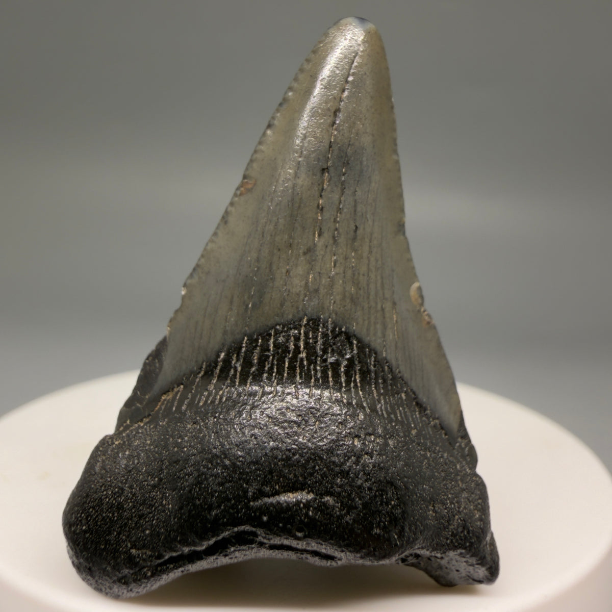Front View Colorful 1.70" Fossil Megalodon Tooth – South Carolina River Find | Authentic megalodonteeth.com CM6723