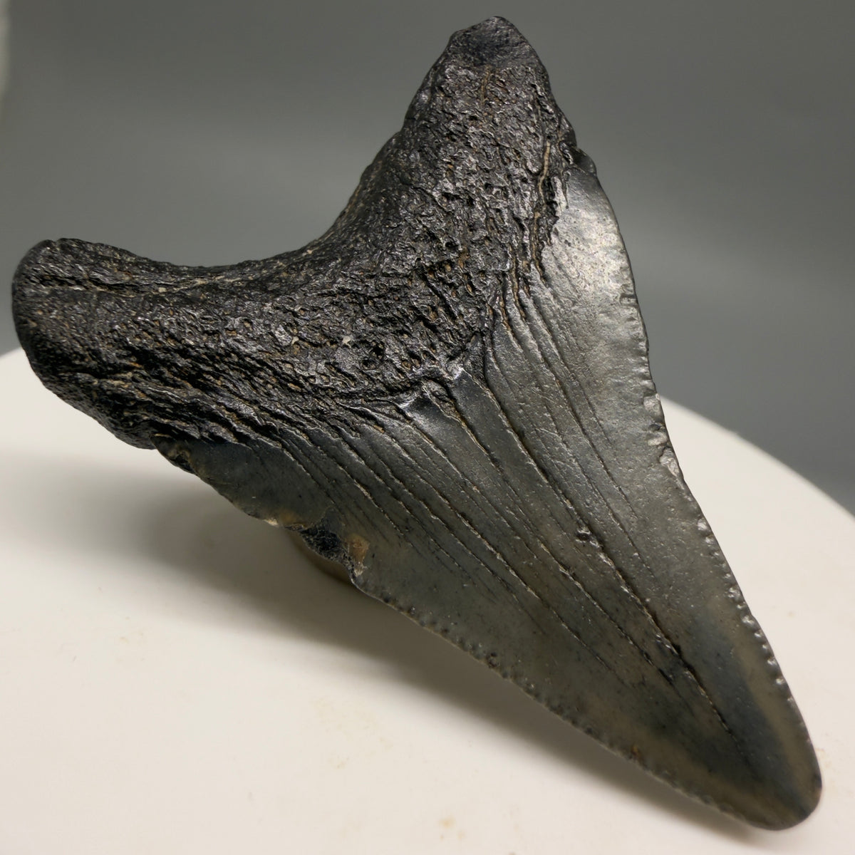 1-Left  Right View Colorful 1.70" Fossil Megalodon Tooth – South Carolina River Find | Authentic megalodonteeth.com CM6723