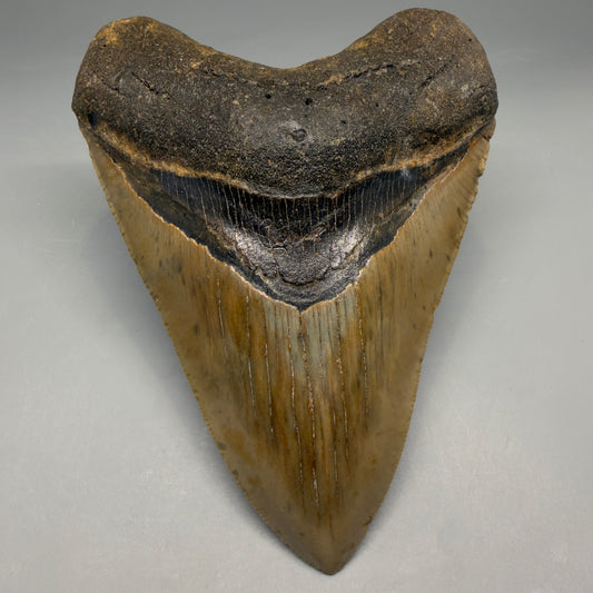 1- Front View Heart-shaped 4.96" Authentic Megalodon Tooth – North Carolina megalodonteeth.com CM6759 