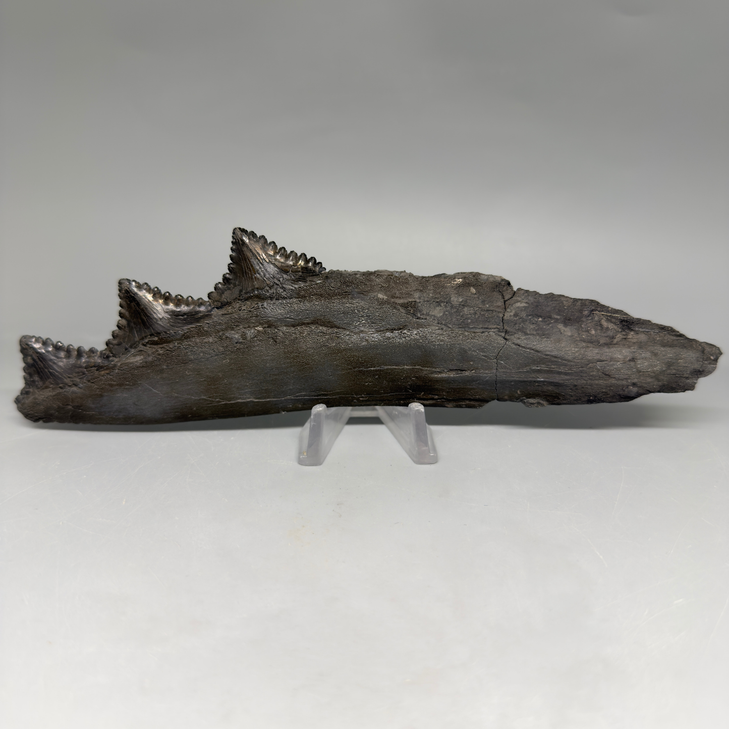 Very rare 7.34" Fossil Edestus heinrichi shark Jaw - 300 million years old