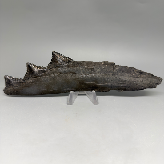 Very rare 7.34" Fossil Edestus heinrichi shark Jaw - 300 million years old