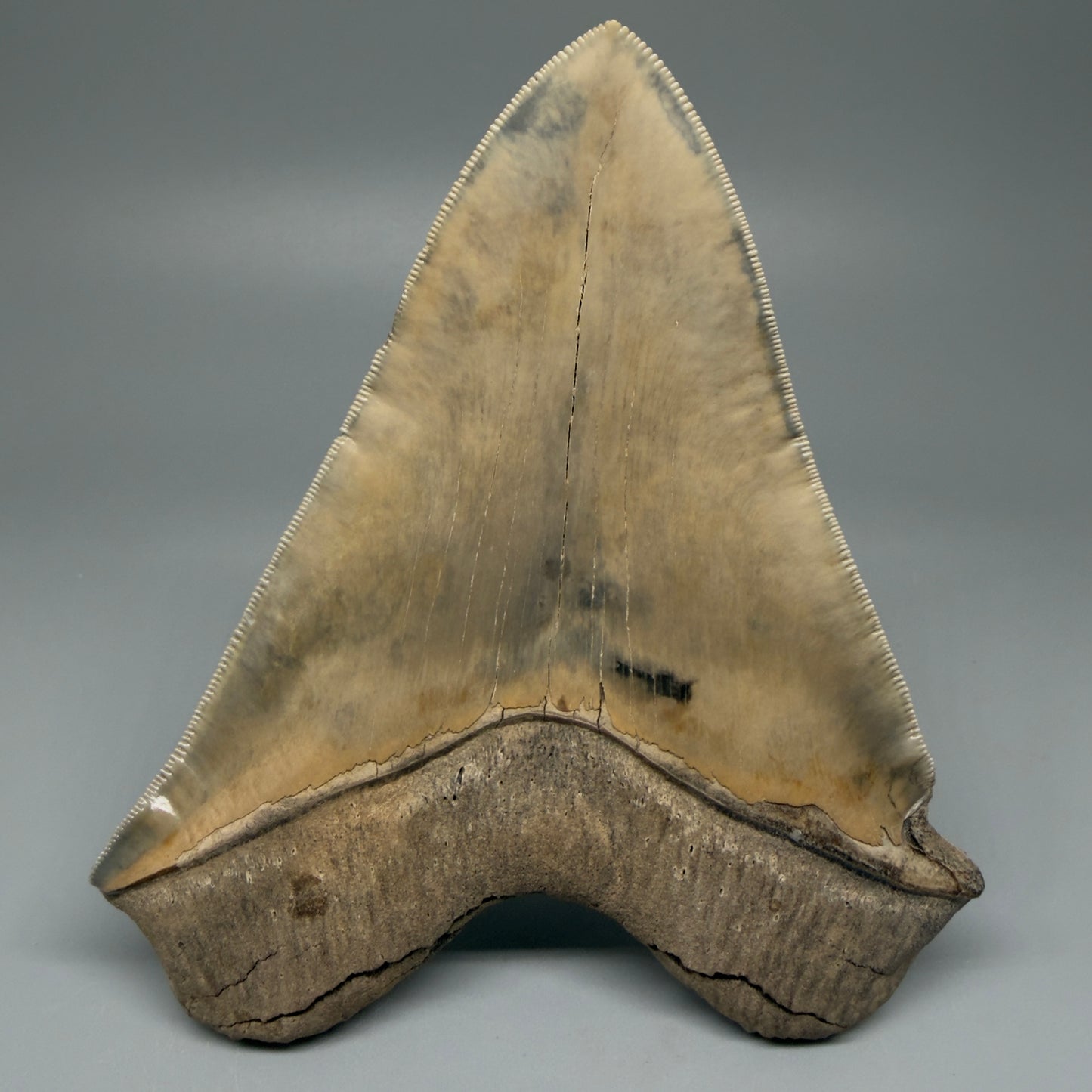 Authentic 5.30" Collector Megalodon Tooth from South Carolina – Collector's Quality
