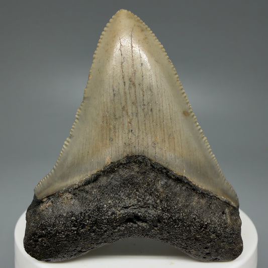 Front View Colorful 2.30" Fossil Megalodon Tooth - Authentic Carcharocles megalodon Fossil from North Carolina CM6082