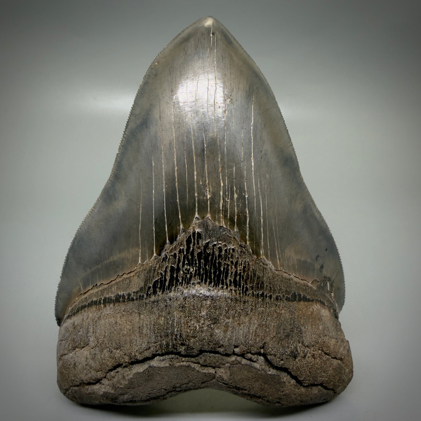 Front View Gem, large 5.46" Fossil Megalodon Shark Tooth - Georgia - Collector's Quality CM6157 