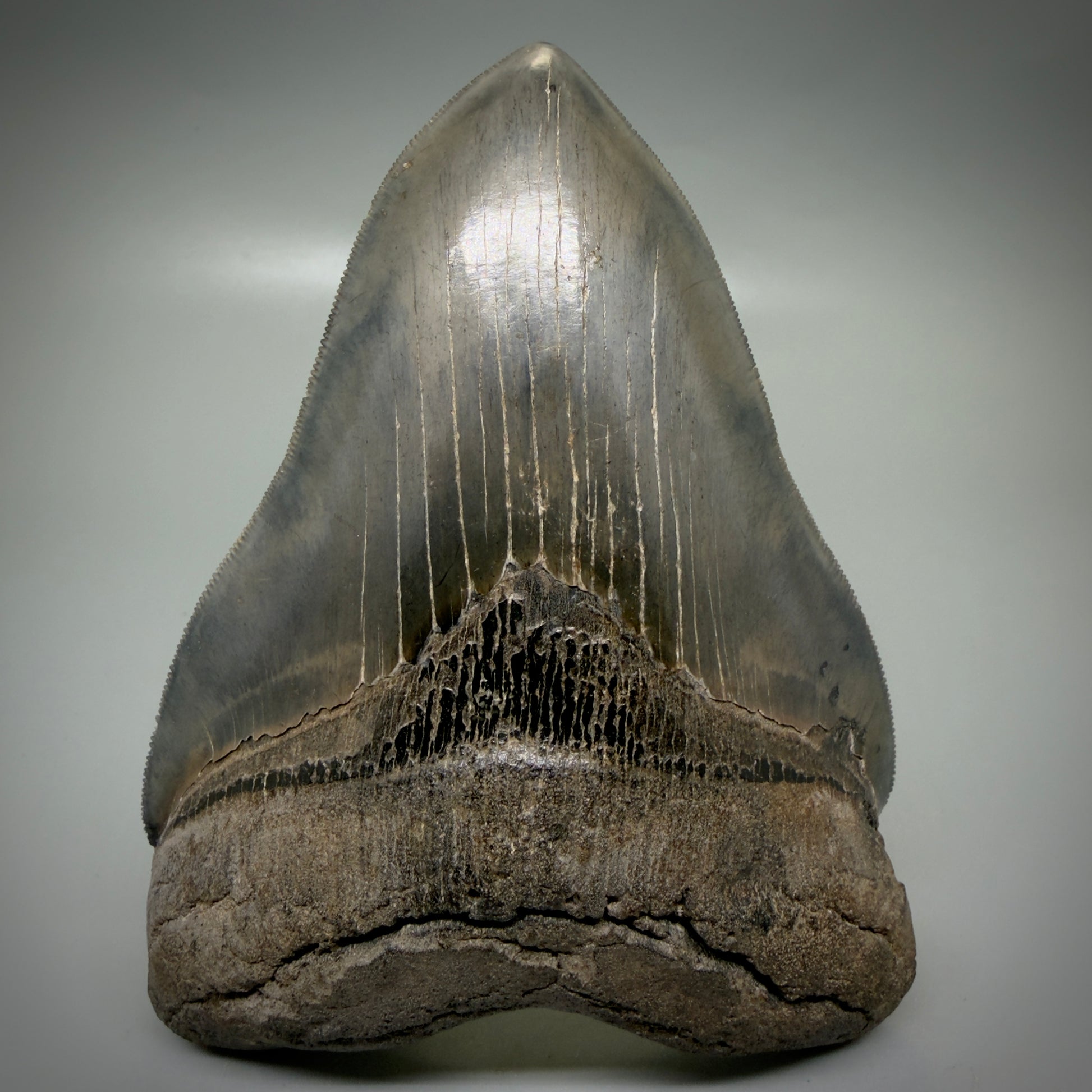 Front View Gem, large 5.46" Fossil Megalodon Shark Tooth - Georgia - Collector's Quality CM6157 