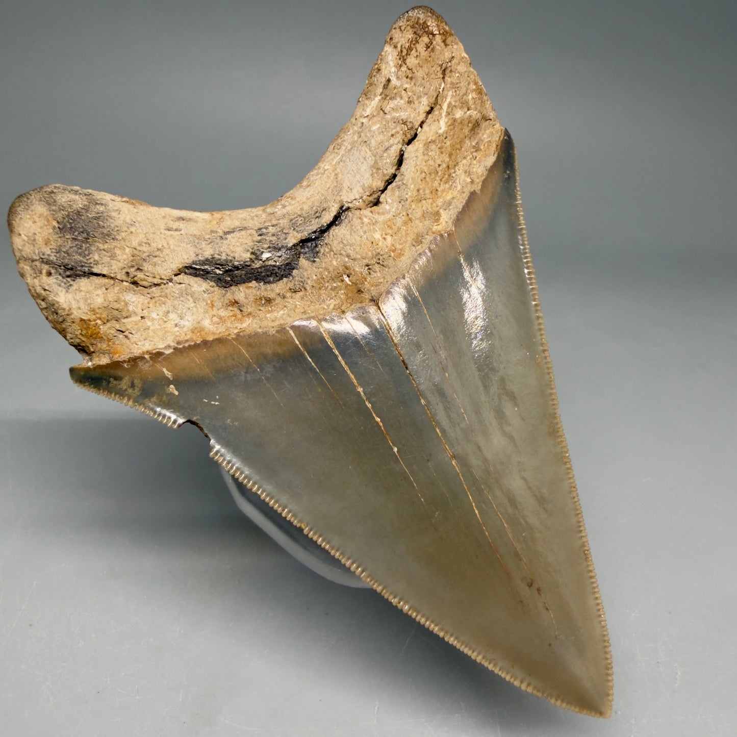 1 Back Left View Colorful, sharply serrated 3.70" Fossil Megalodon Tooth from Georgia, USA megalodonteeth.com CM6528