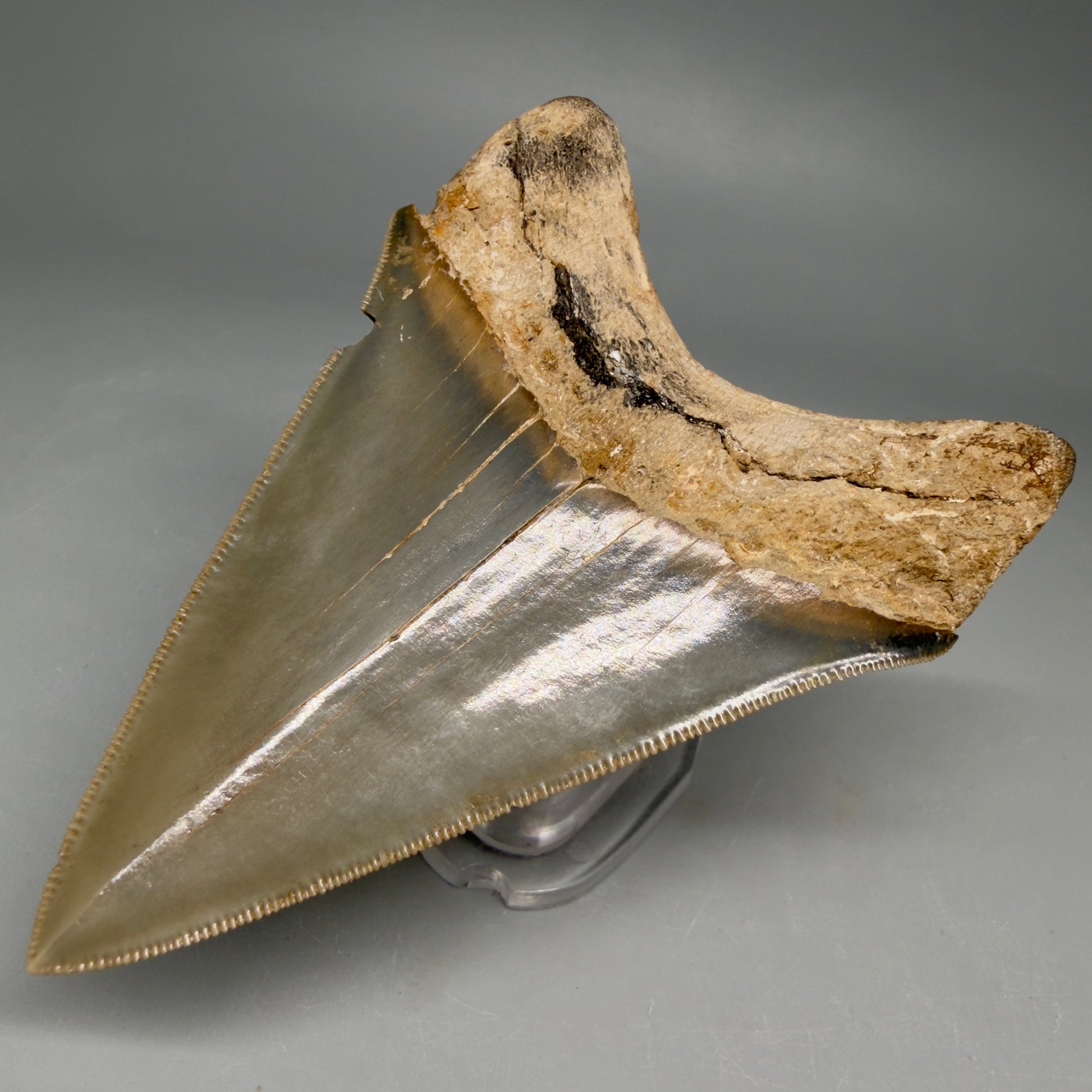 1 Back Right View Colorful, sharply serrated 3.70" Fossil Megalodon Tooth from Georgia, USA megalodonteeth.com CM6528