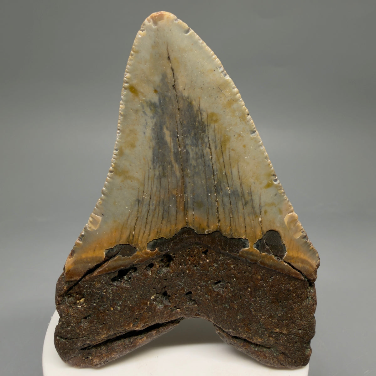 Back View Colorful 3.60" Fossil Megalodon Tooth from North Carolina - megalodonteeth.com CM6638