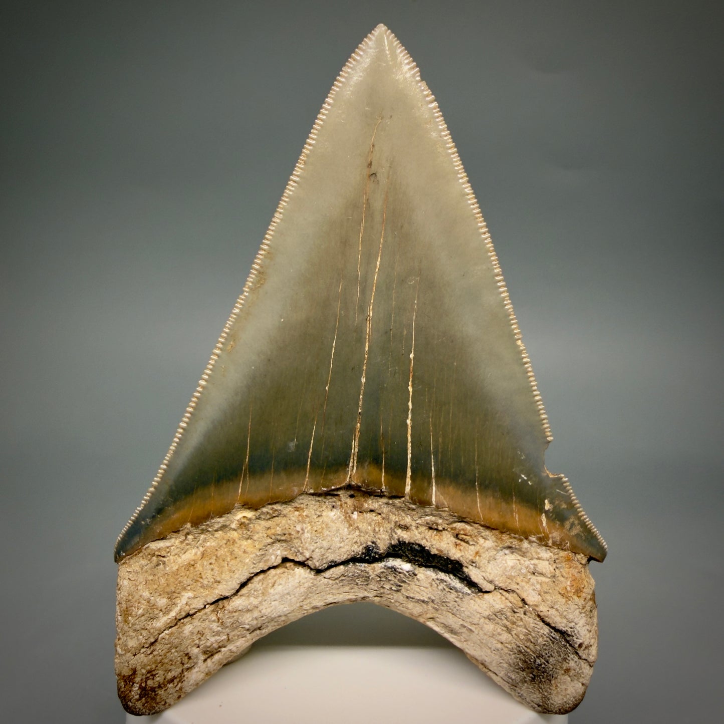 Back View Colorful, sharply serrated 3.70" Fossil Megalodon Tooth from Georgia, USA megalodonteeth.com CM6528