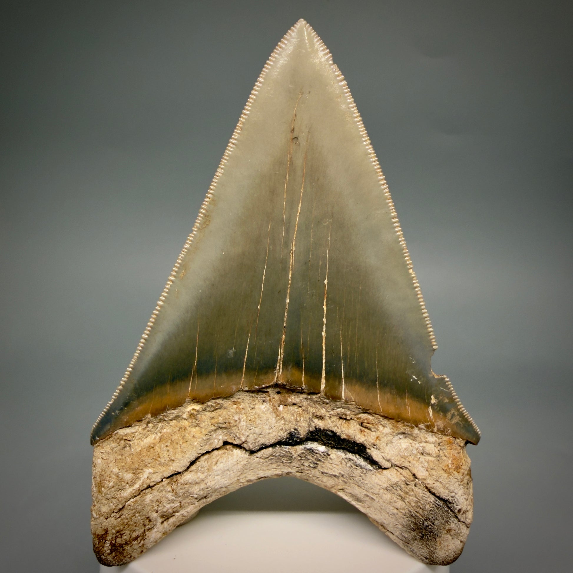 Back View Colorful, sharply serrated 3.70" Fossil Megalodon Tooth from Georgia, USA megalodonteeth.com CM6528