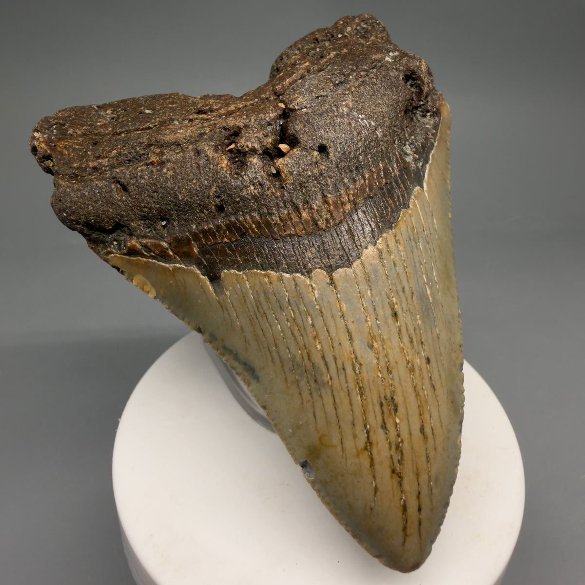 1 Front Left View Colorful 3.60" Fossil Megalodon Tooth from North Carolina - megalodonteeth.com CM6638