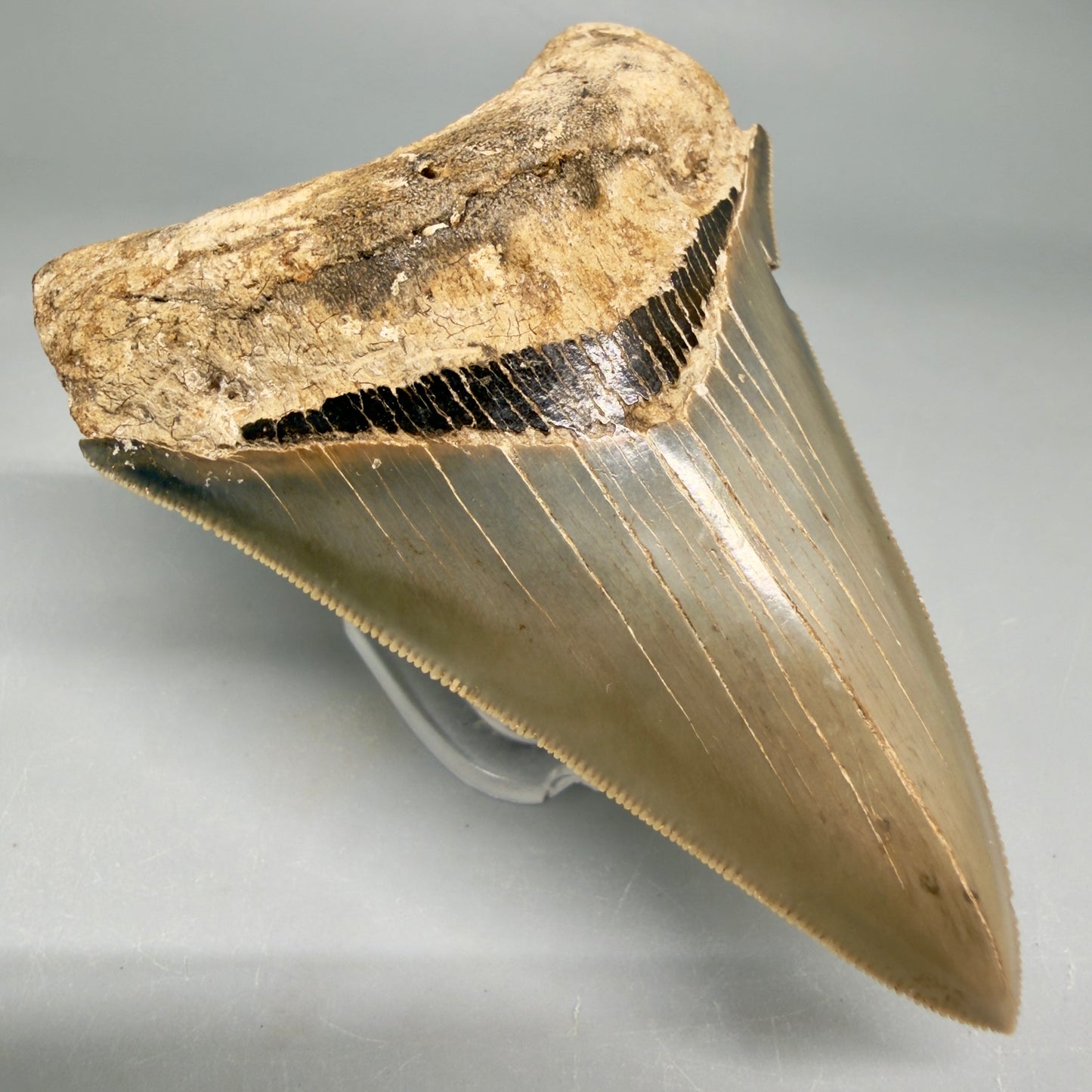 1 Front Left View Colorful, sharply serrated 3.70" Fossil Megalodon Tooth from Georgia, USA megalodonteeth.com CM6528