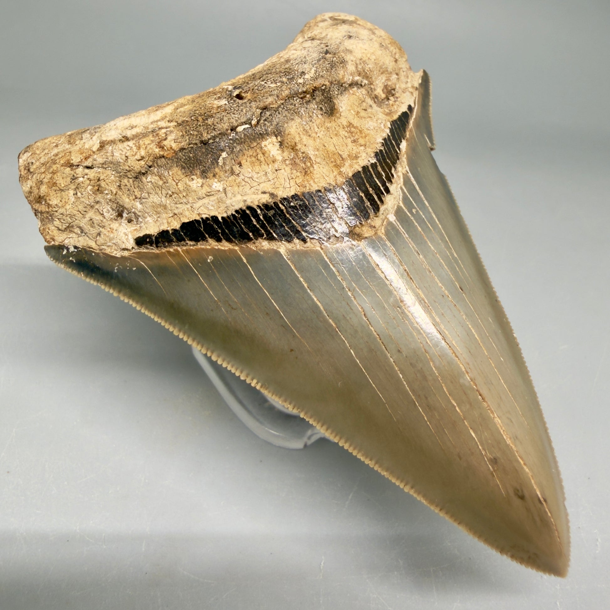 1 Front Left View Colorful, sharply serrated 3.70" Fossil Megalodon Tooth from Georgia, USA megalodonteeth.com CM6528
