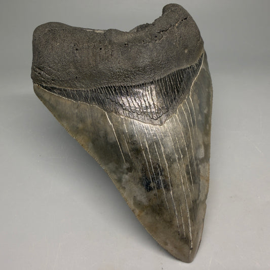 Front Left View Very colorful 4.77" Megalodon Tooth from South Carolina megalodonteeth.com CM6594