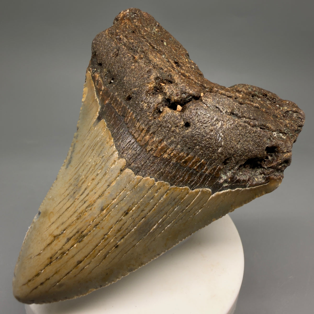 1 Front Right View Colorful 3.60" Fossil Megalodon Tooth from North Carolina - megalodonteeth.com CM6638