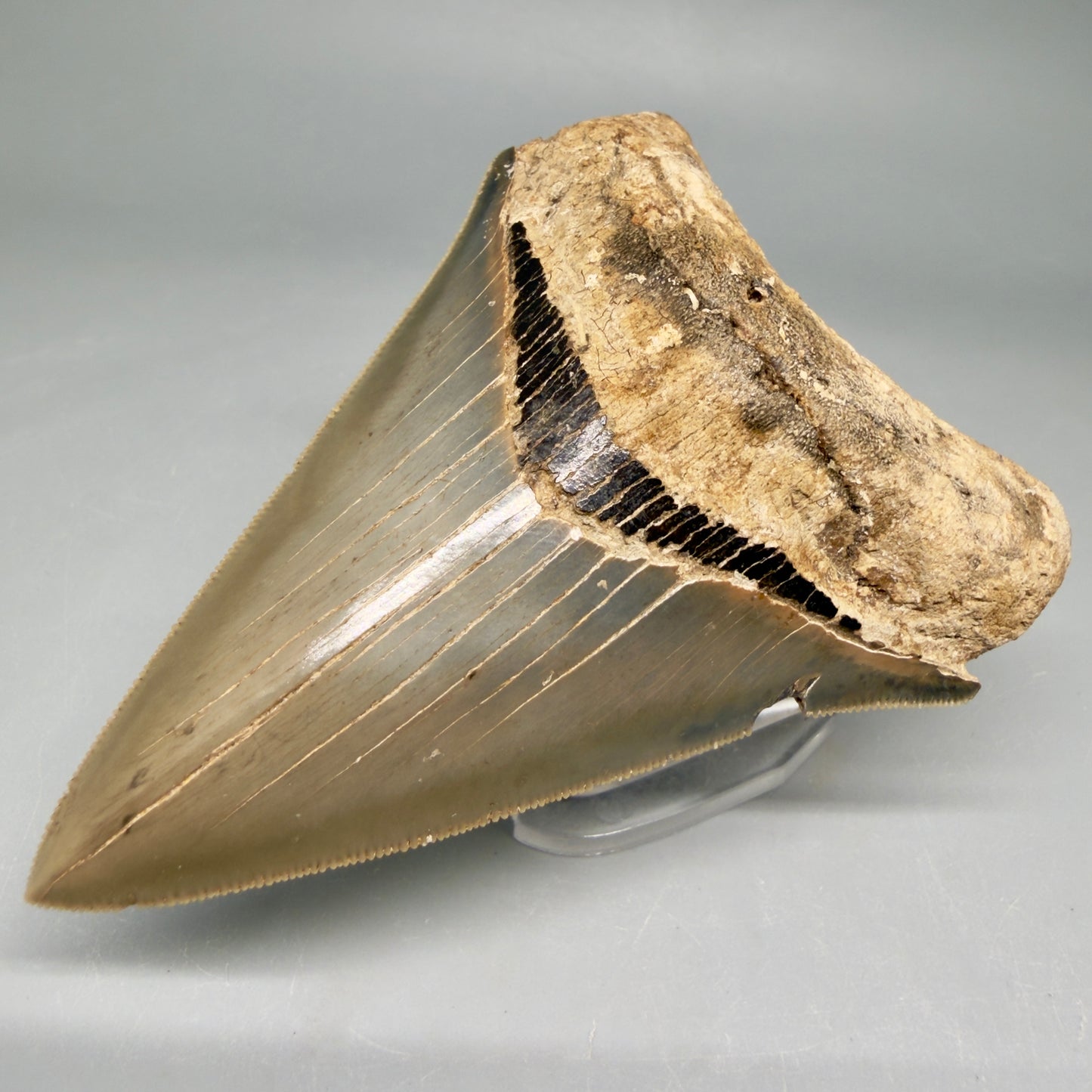 1 Front Right View Colorful, sharply serrated 3.70" Fossil Megalodon Tooth from Georgia, USA megalodonteeth.com CM6528