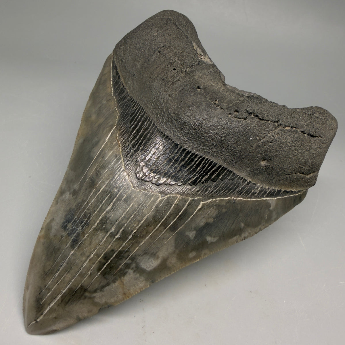 1 Front Right View Very colorful 4.77" Megalodon Tooth from South Carolina megalodonteeth.com CM6594