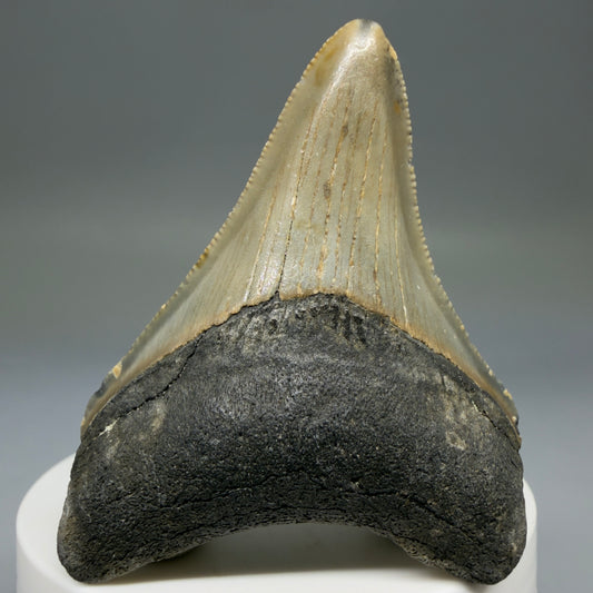 1 Front View Colorful 2.42" Fossil Megalodon Tooth - Authentic Carcharocles megalodon Fossil from North Carolina megalodonteeth.com CM6782