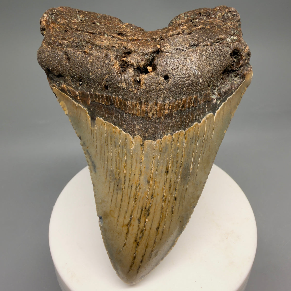 1 Front View Colorful 3.60" Fossil Megalodon Tooth from North Carolina - megalodonteeth.com CM6638