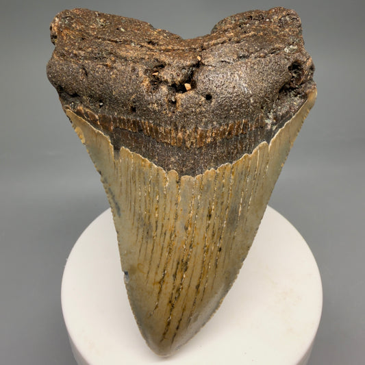 1 Front View Colorful 3.60" Fossil Megalodon Tooth from North Carolina - megalodonteeth.com CM6638