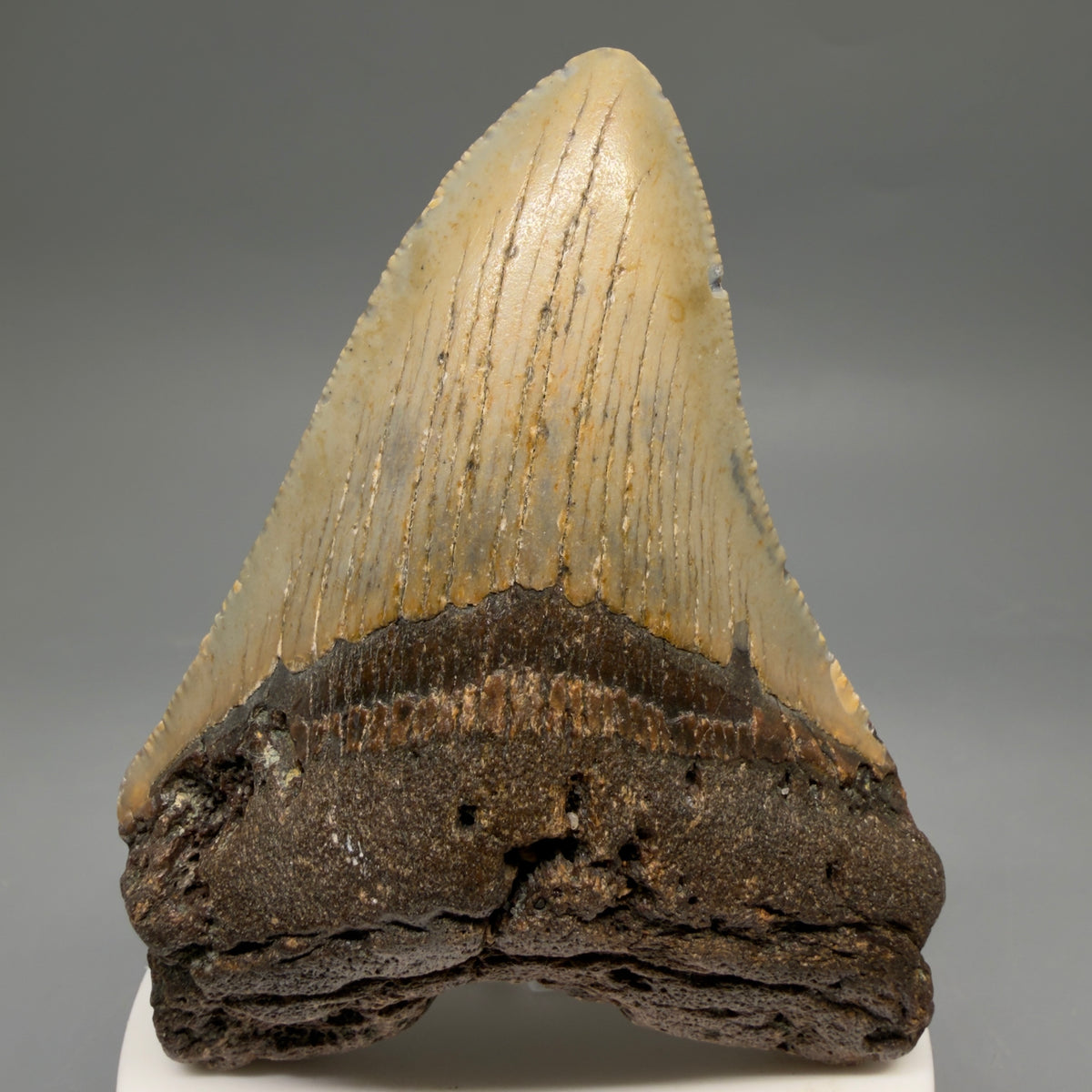 1 Front View Colorful 3.60" Fossil Megalodon Tooth from North Carolina - megalodonteeth.com CM6638 - 1