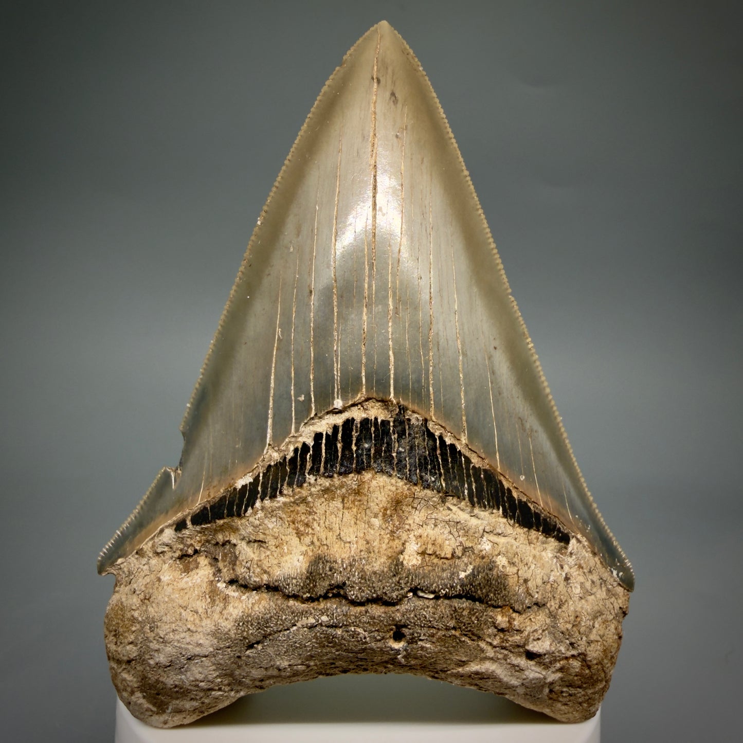1 Front View Colorful, sharply serrated 3.70" Fossil Megalodon Tooth from Georgia, USA megalodonteeth.com CM6528