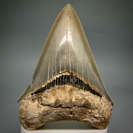 1 Front View Colorful, sharply serrated 3.70" Fossil Megalodon Tooth from Georgia, USA megalodonteeth.com CM6528