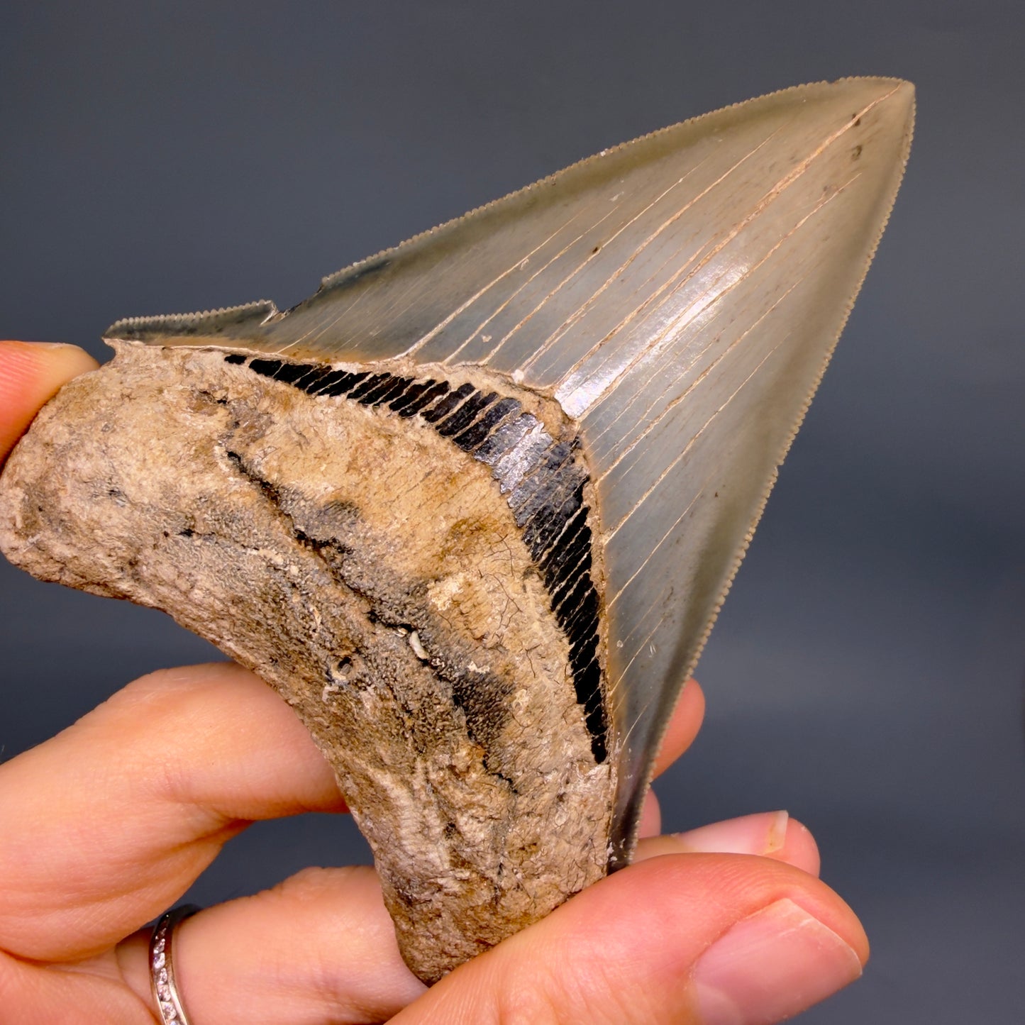 1 Front View Colorful, sharply serrated 3.70" Fossil Megalodon Tooth from Georgia, USA megalodonteeth.com CM6528 - 1