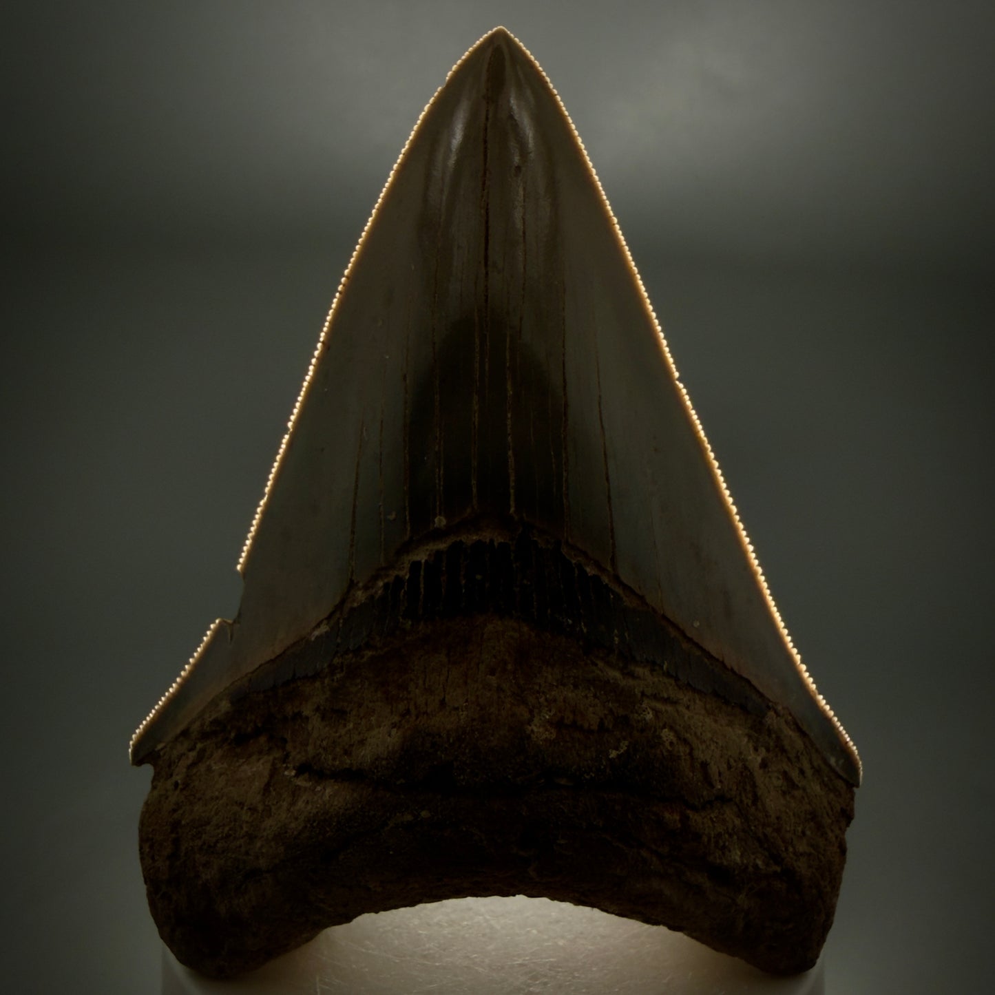 1 Front View Colorful, sharply serrated 3.70" Fossil Megalodon Tooth from Georgia, USA megalodonteeth.com CM6528 - 2
