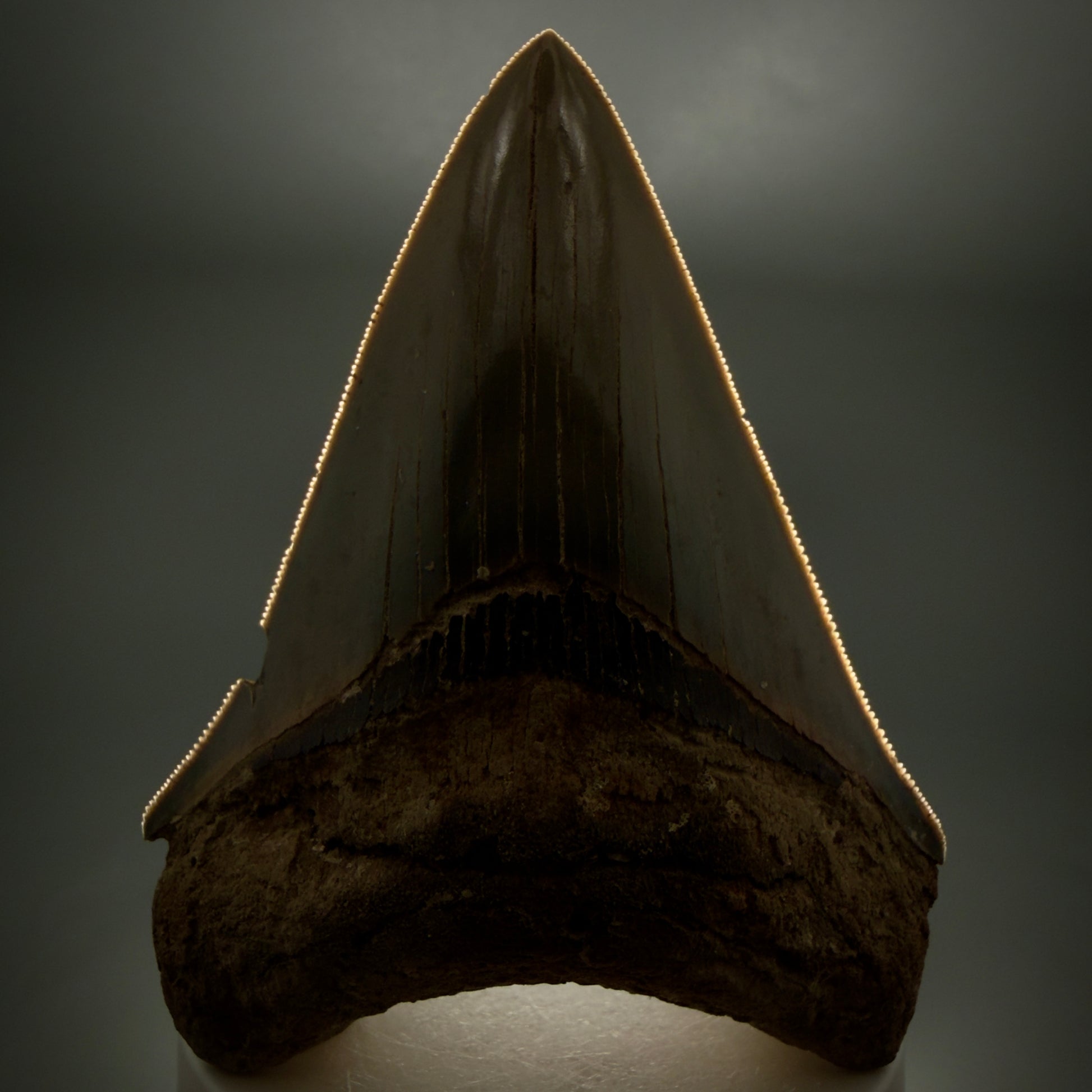 1 Front View Colorful, sharply serrated 3.70" Fossil Megalodon Tooth from Georgia, USA megalodonteeth.com CM6528 - 2