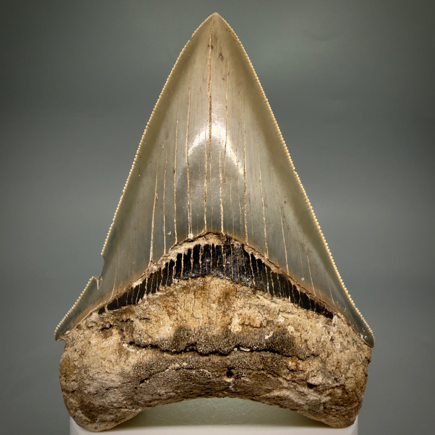 1 Front View Colorful, sharply serrated 3.70" Fossil Megalodon Tooth from Georgia, USA megalodonteeth.com CM6528 - 3
