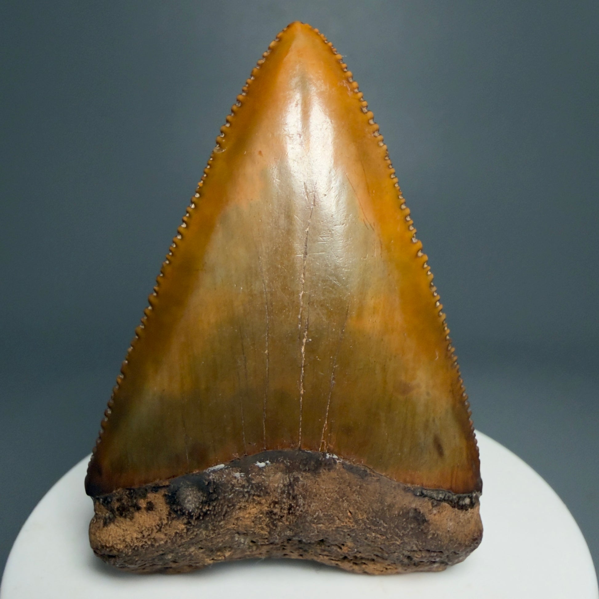 Front View Outstanding large size, sharply serrated 2.53" Fossil Great White Tooth for Sale GW1239