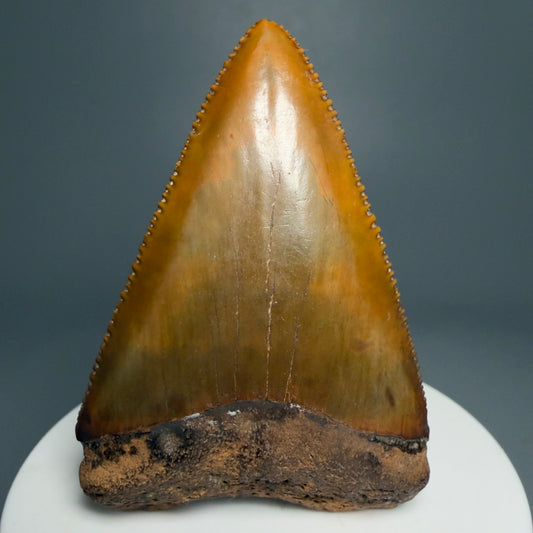Front View Outstanding large size, sharply serrated 2.53" Fossil Great White Tooth for Sale GW1239