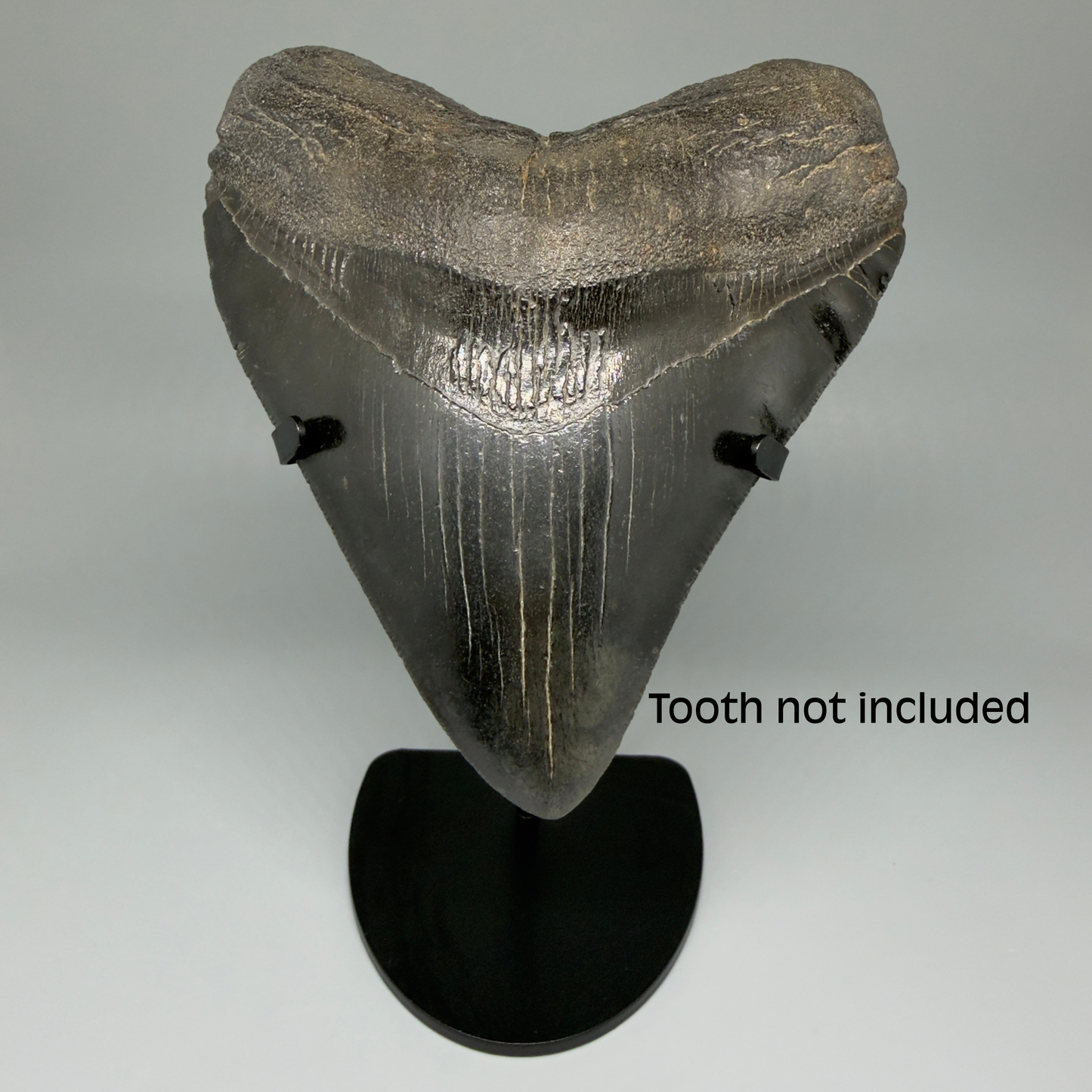 Front View Premium Megalodon Tooth Stand for Large Megalodon Teeth Over 5" in length 
