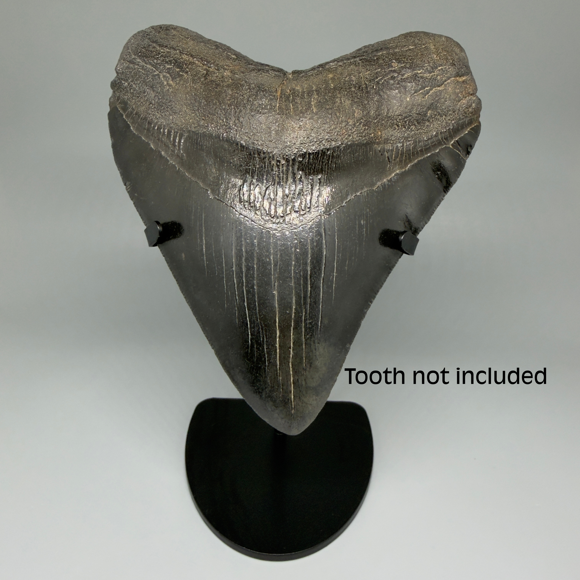 Front View Premium Megalodon Tooth Stand for Large Megalodon Teeth Over 5" in length 
