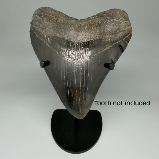 Front View Premium Megalodon Tooth Stand for Large Megalodon Teeth Over 5" in length 