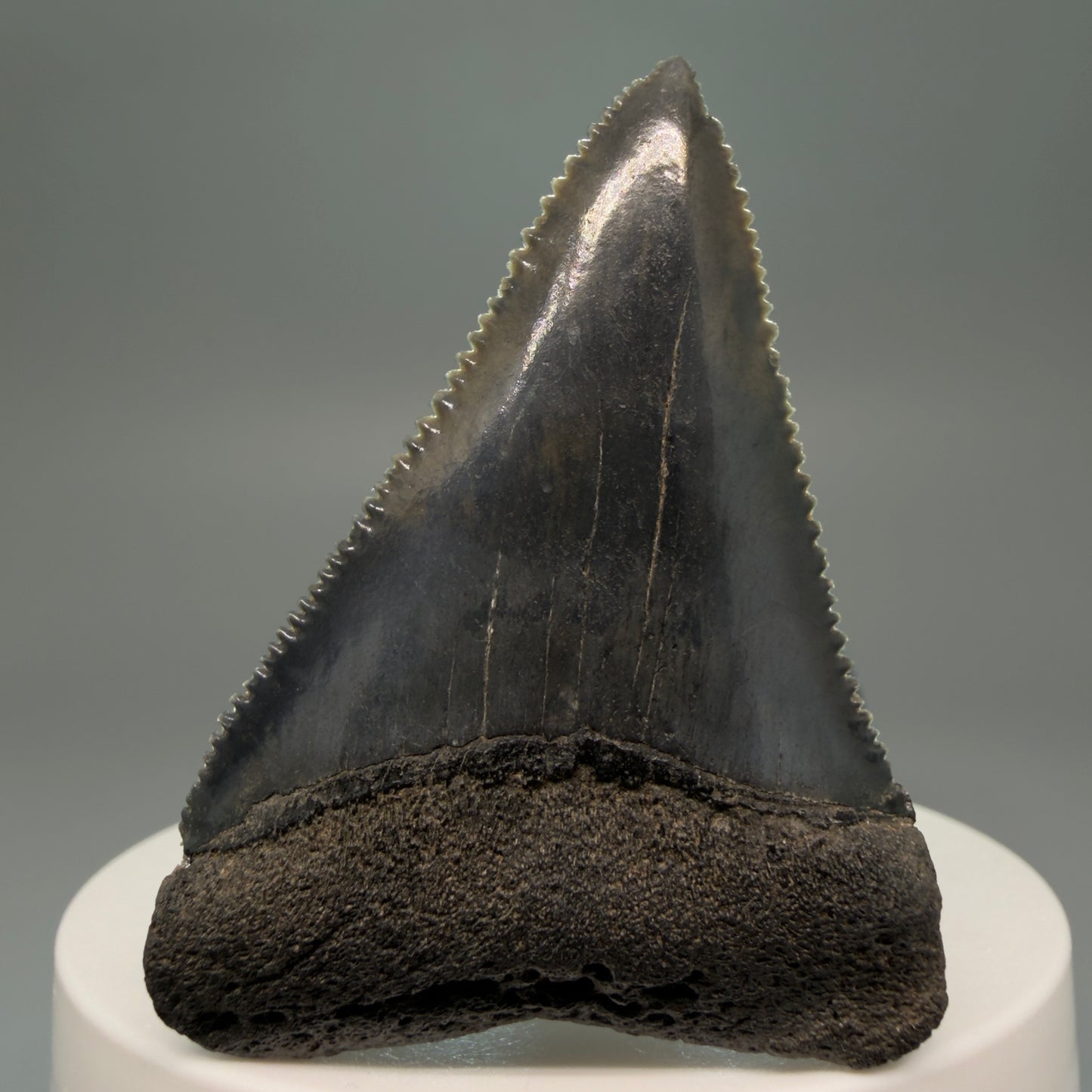 Front View Very colorful, sharply serrated 2.19" Fossil Great White Tooth for Sale GW1251