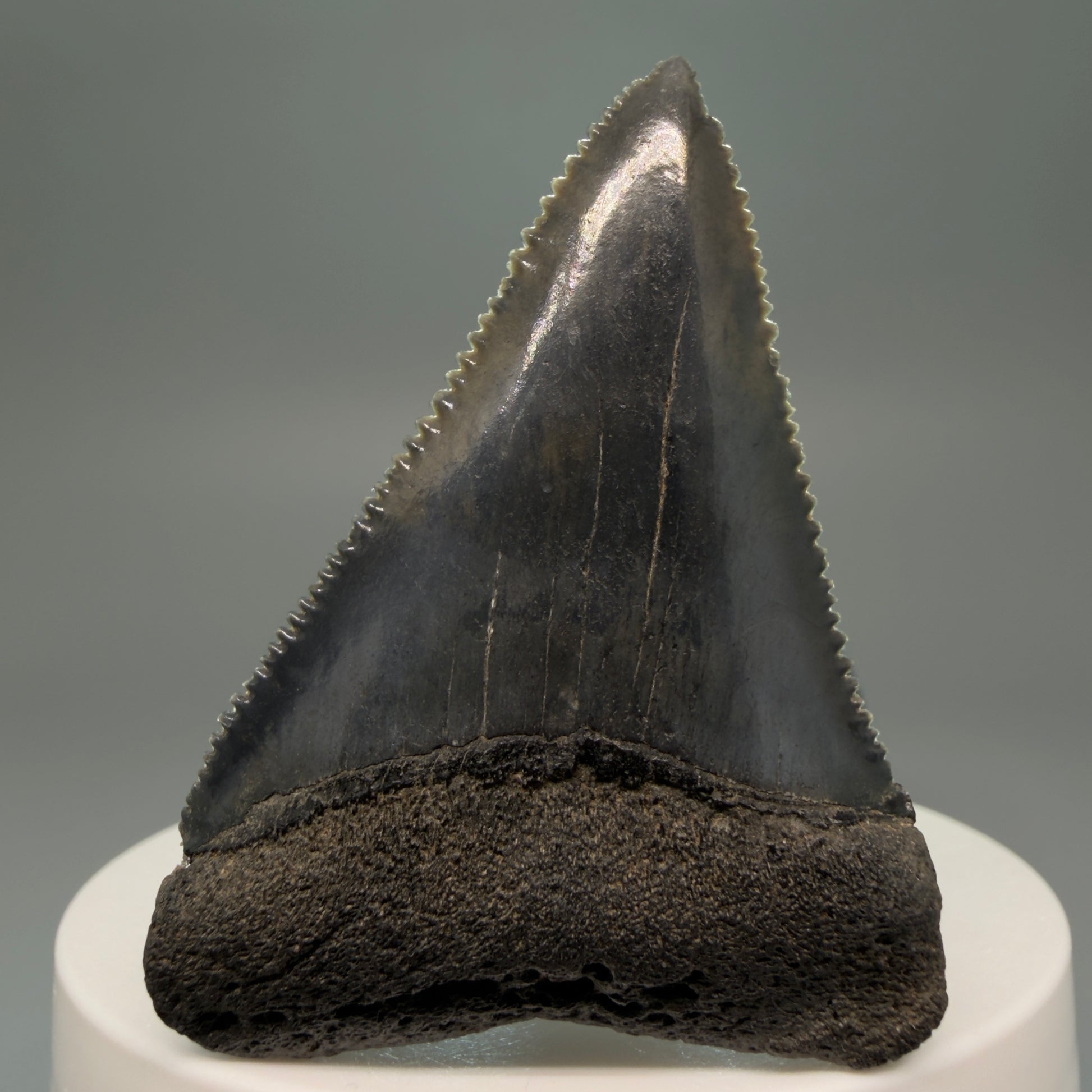 Front View Very colorful, sharply serrated 2.19" Fossil Great White Tooth for Sale GW1251