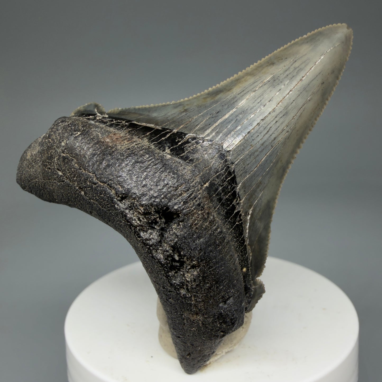 2.69" Serrated Fossil Carcharocles angustidens Shark Tooth from South Carolina - Spectacular AN455