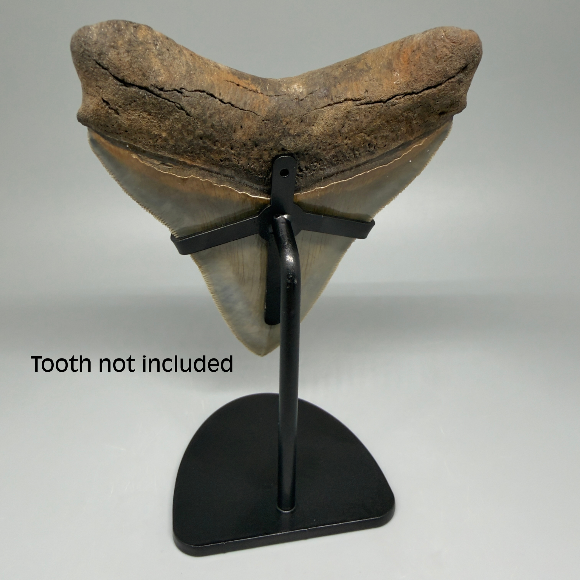 Back View Fossil Megalodon Tooth Stand For Small/Medium Megalodon Teeth Between 3"-5" long 