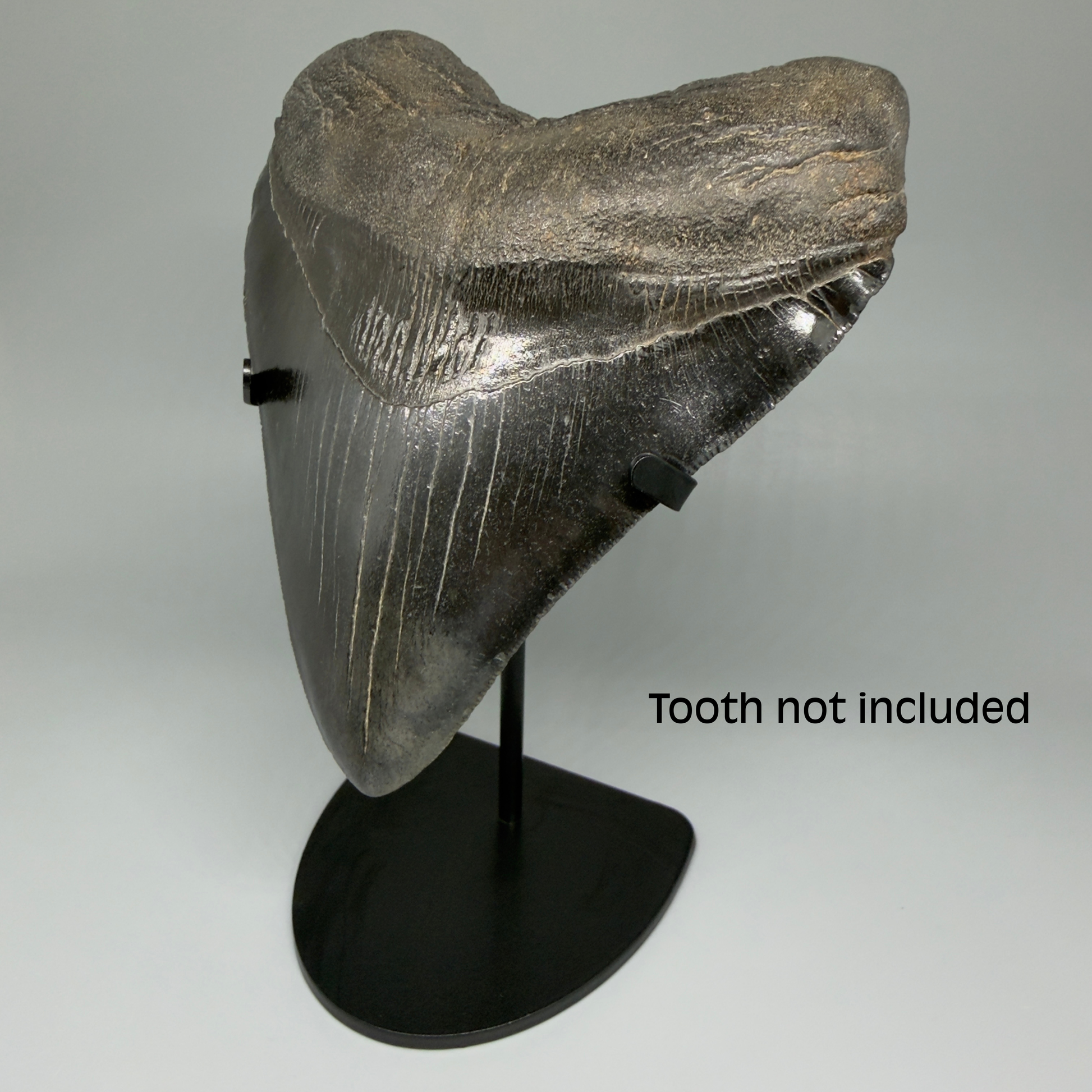 Front Right View Premium Megalodon Tooth Stand for Large Megalodon Teeth Over 5" in length 