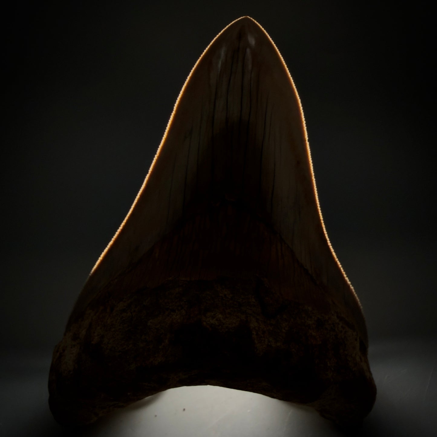 A large prehistoric 5.22" Long Megalodon shark tooth fossil,  displayed upright against a dark studio background with dramatic side lighting.