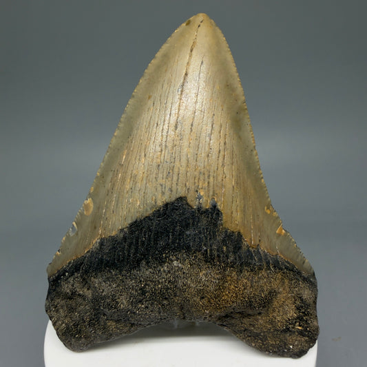 Front View 3.45" Fossil Megalodon Tooth from North Carolina - megalodonteeth.com CM5818