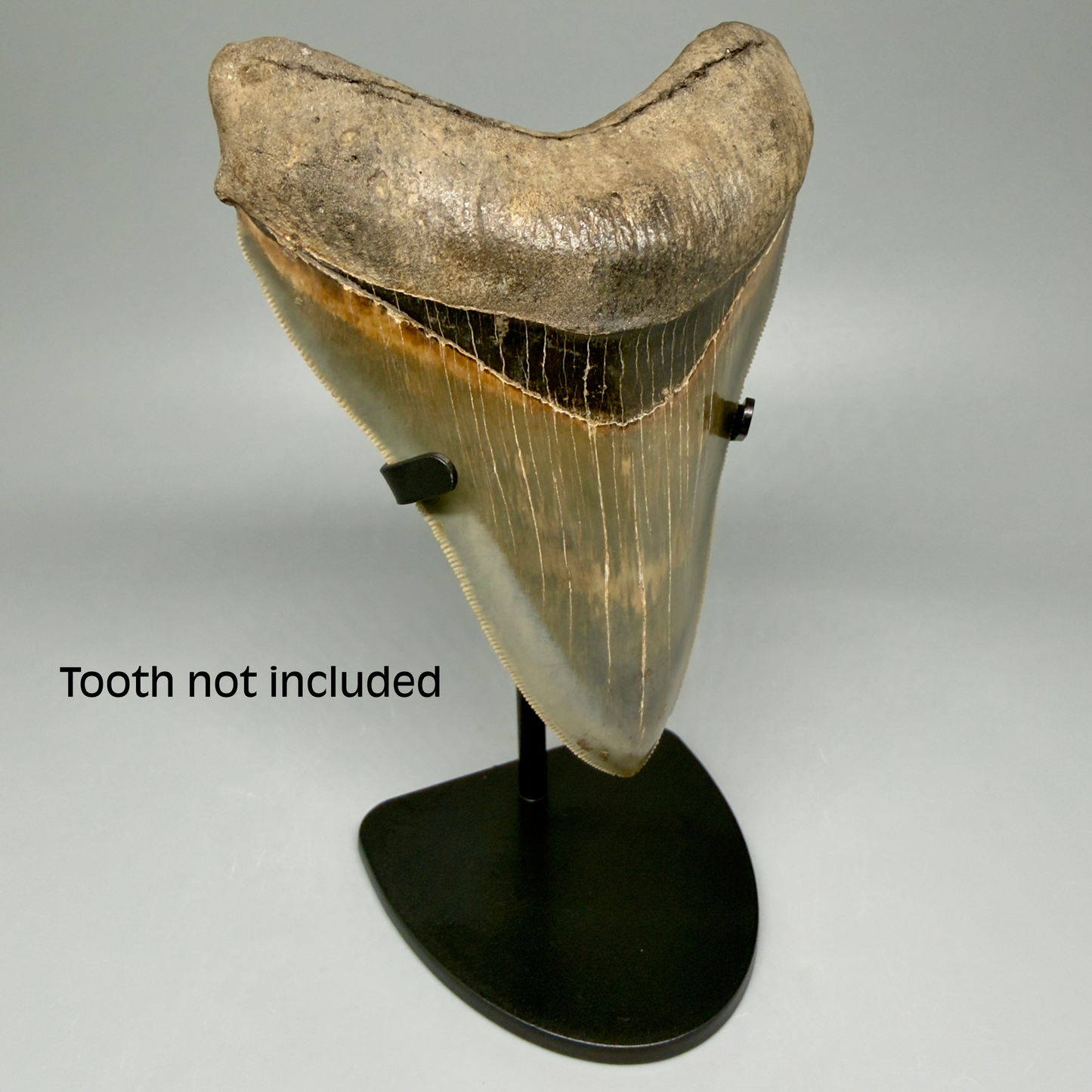 Front Left View Fossil Megalodon Tooth Stand For Small/Medium Megalodon Teeth Between 3"-5" long 