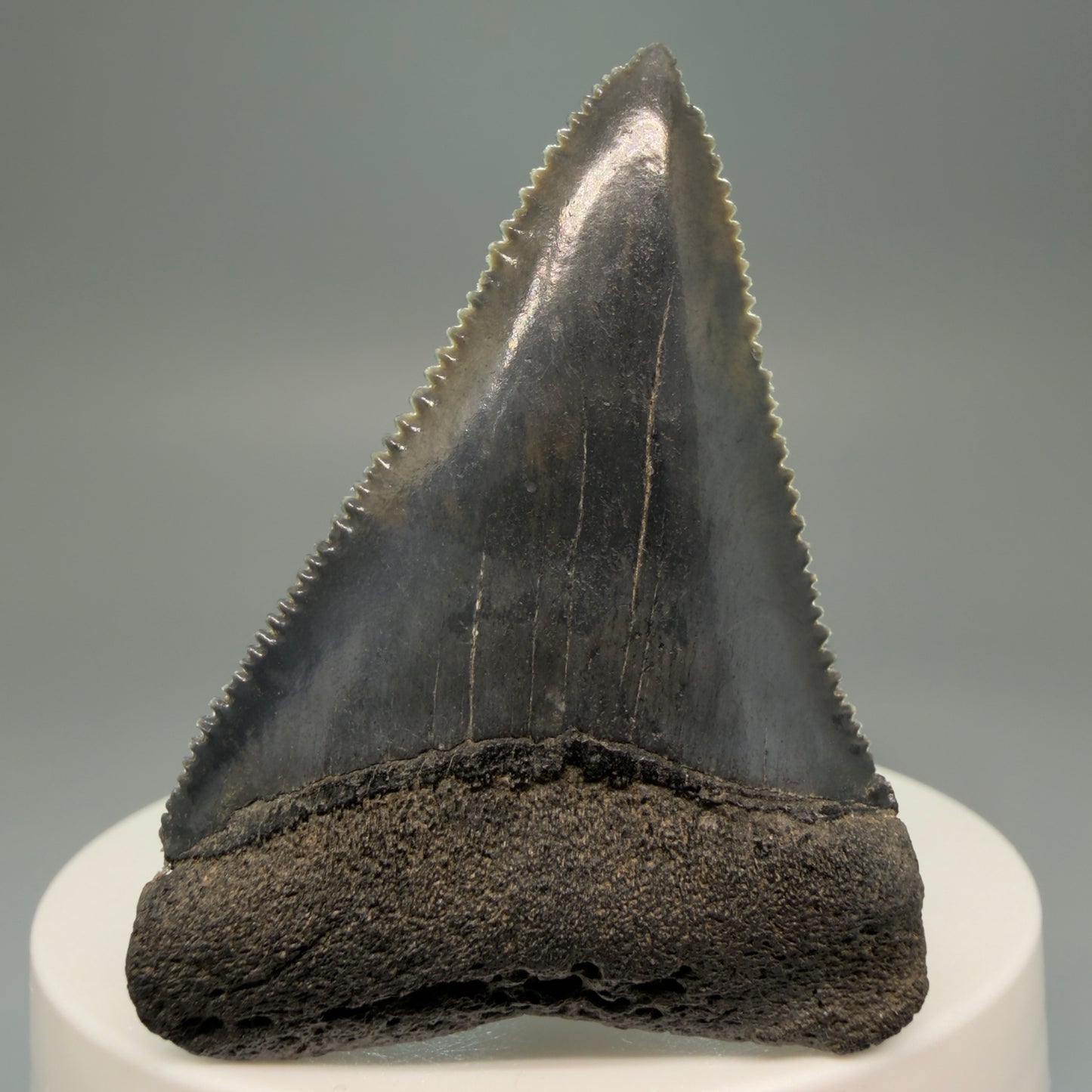 Front View Very colorful, sharply serrated 2.19" Fossil Great White Tooth for Sale GW1251 - 3