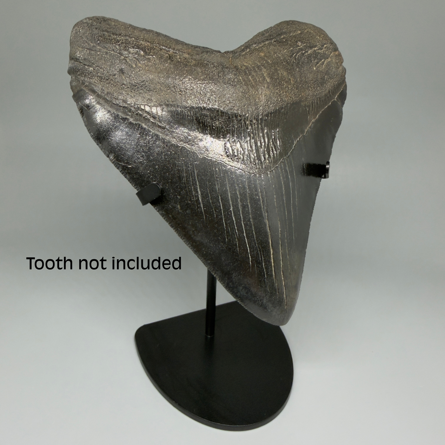 Front Left View Premium Megalodon Tooth Stand for Large Megalodon Teeth Over 5" in length 