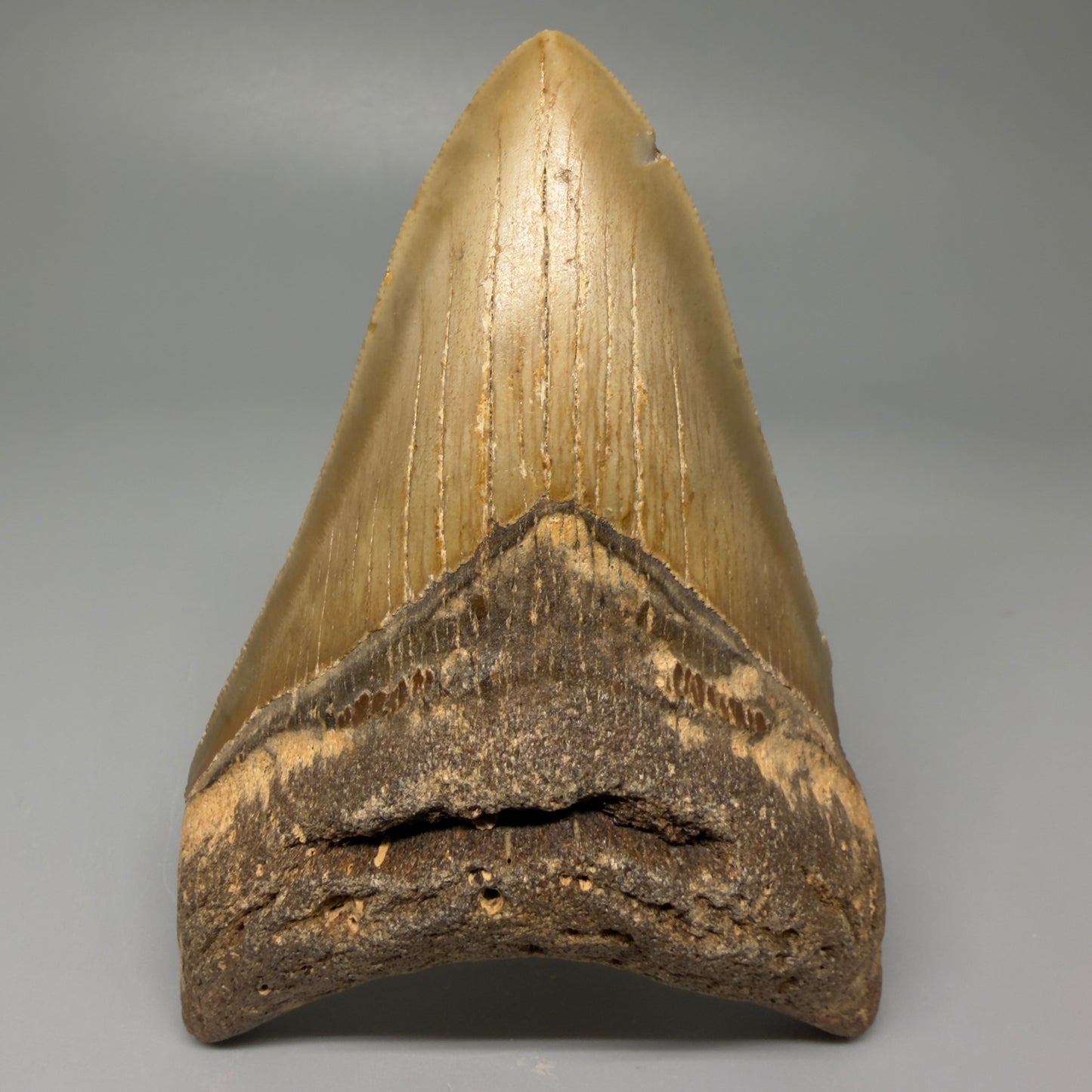 Front view 4.27" Authentic Lower Megalodon Tooth – North Carolina Fossil | Carcharocles megalodon CM5419